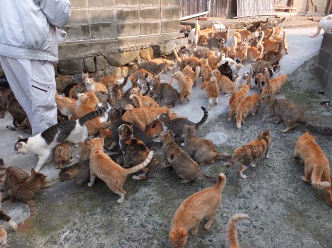 35-facts-about-cat-island-japan